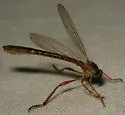 Yellow-legged Pixie - photo 3