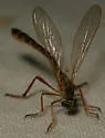 Yellow-legged Pixie - photo 4