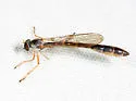 Yellow-legged Pixie - photo 5