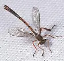 Leptogaster incisuralis