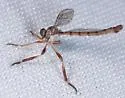 Leptogaster incisuralis - photo 2