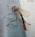 Stripe-backed Pixie