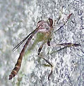 Stripe-backed Pixie - photo 2