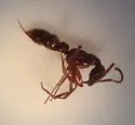 Leptogenys elongata
