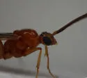 Leptogenys elongata - photo 2