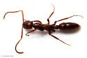 Leptogenys elongata - photo 3