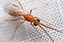 Leptogenys elongata - photo 4