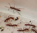 Leptogenys elongata - photo 5