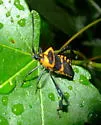 Leptoglossus ashmeadi