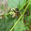 Leptoglossus ashmeadi - photo 3