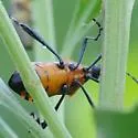 Leptoglossus ashmeadi - photo 4
