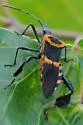 Leptoglossus ashmeadi - photo 5