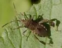 Leptoglossus brevirostris