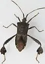 Leptoglossus brevirostris - photo 3