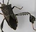 Leptoglossus brevirostris - photo 4