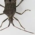 Leptoglossus brevirostris - photo 5