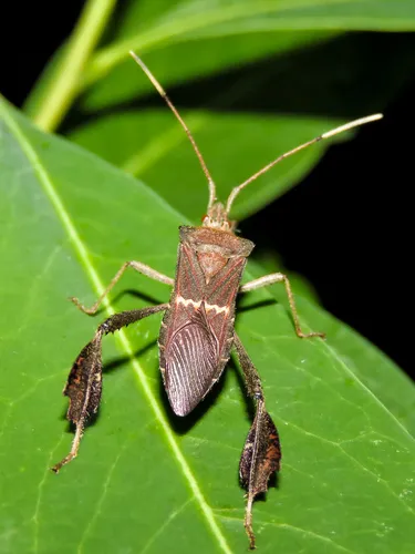 Leptoglossus concolor