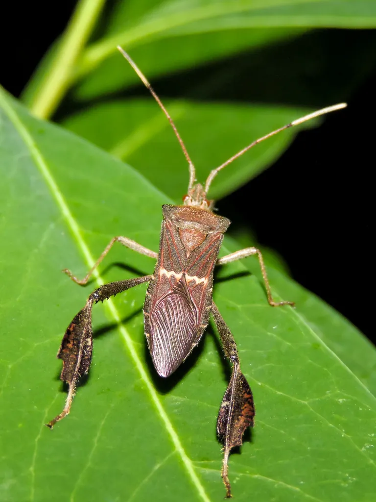 Leptoglossus concolor - photo 2