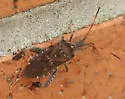 Leaf-footed Pine Seed Bug