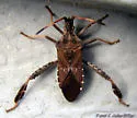 Leaf-footed Pine Seed Bug - photo 2