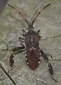 Leaf-footed Pine Seed Bug - photo 3