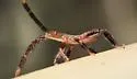 Leaf-footed Pine Seed Bug - photo 4
