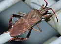 Leaf-footed Pine Seed Bug - photo 5