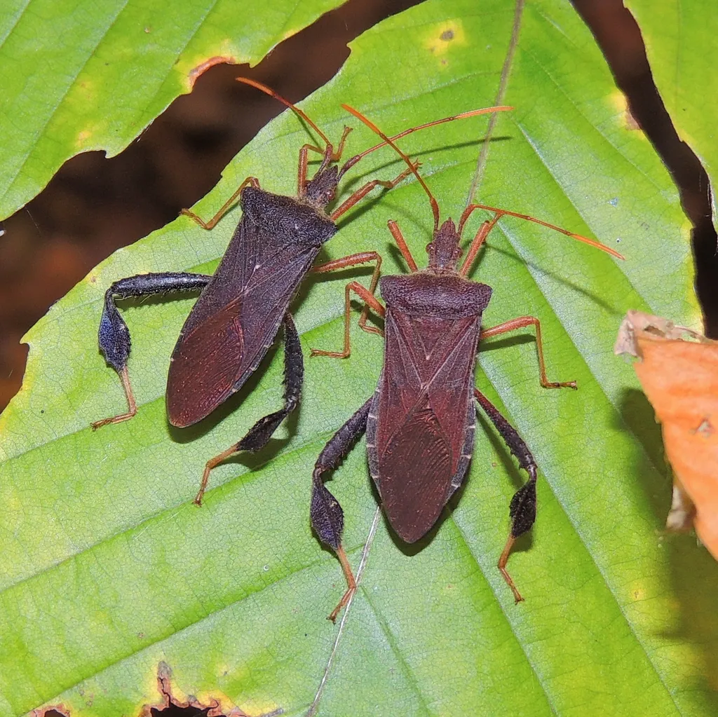 Leptoglossus fulvicornis