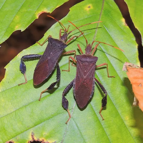 Leptoglossus fulvicornis - photo 2