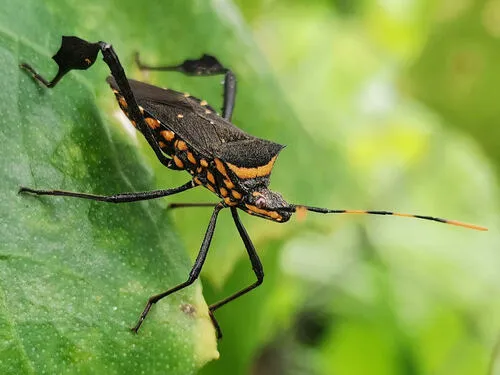 Passionvine Bug - photo 2