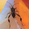 Leptoglossus jacquelinae