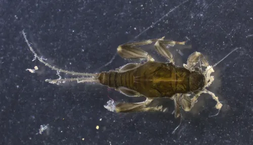 Leptohyphes zalope
