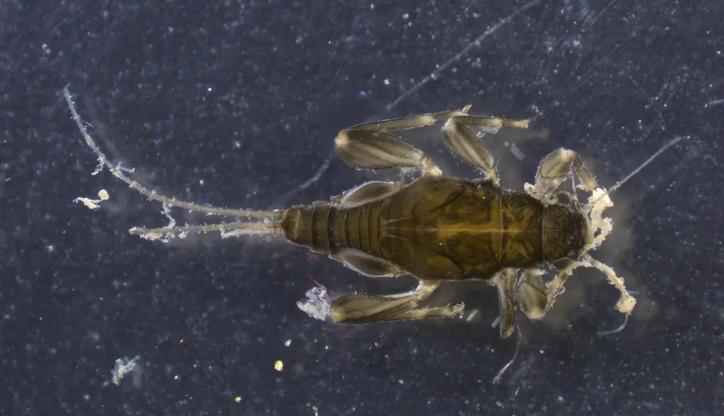 Leptohyphes zalope - photo 2