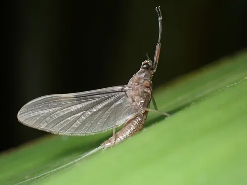 Little Stout Crawler Mayflies - Leptohyphidae
