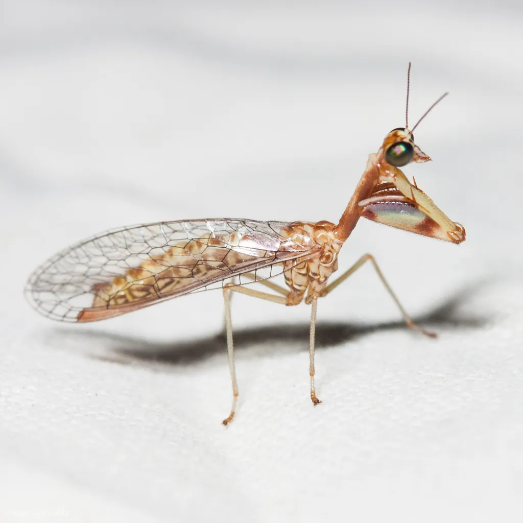 Leptomantispa pulchella
