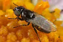 Leptometopa halteralis