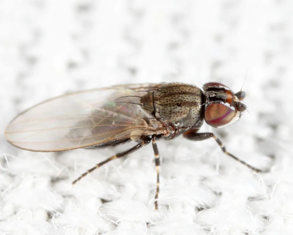 Leptometopa latipes