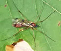 Leptomorphus bifasciatus - photo 2