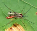 Leptomorphus bifasciatus - photo 3