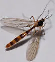 Leptomorphus hyalinus