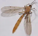 Leptomorphus hyalinus - photo 2