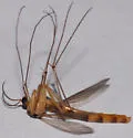 Leptomorphus hyalinus - photo 3