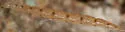 Leptomorphus hyalinus - photo 4