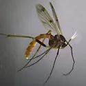 Leptomorphus nebulosus
