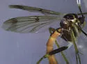 Leptomorphus nebulosus - photo 2