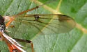 Leptomorphus nebulosus - photo 4