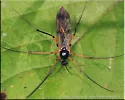 Leptomorphus subcaeruleus