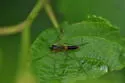 Leptomorphus subcaeruleus - photo 2