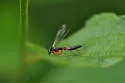 Leptomorphus subcaeruleus - photo 3