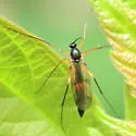 Leptomorphus subcaeruleus - photo 4